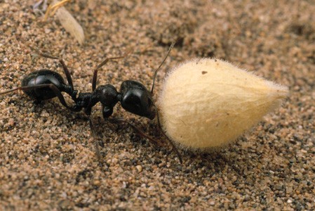 Harvester Ant