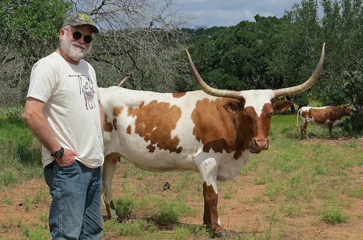 Harry Greene and Longhorn cow, TX Hill Country.