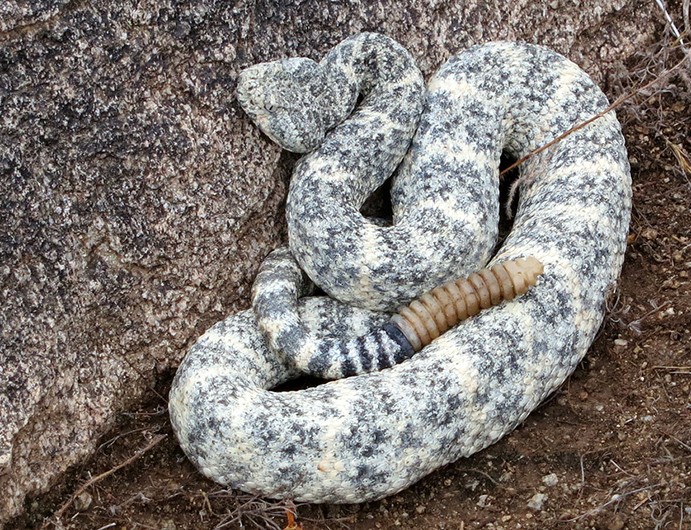 Southwestern Speckled Rattlesnake, AZ.