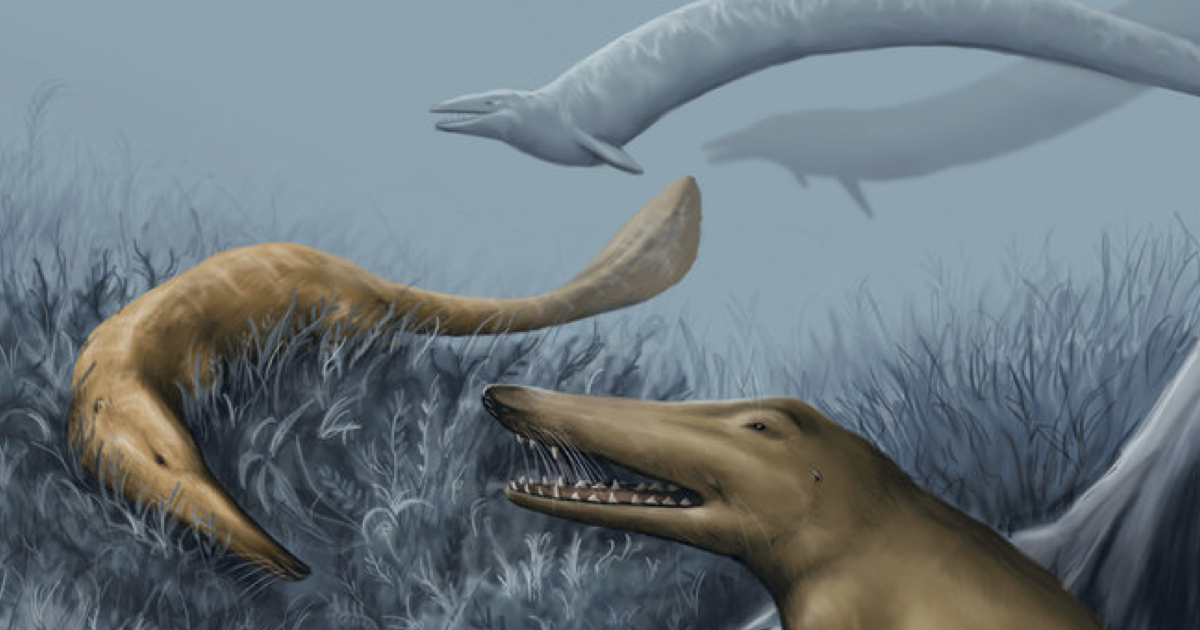 The Walking Whales: From Land to Water in Eight Million Years – UC ...